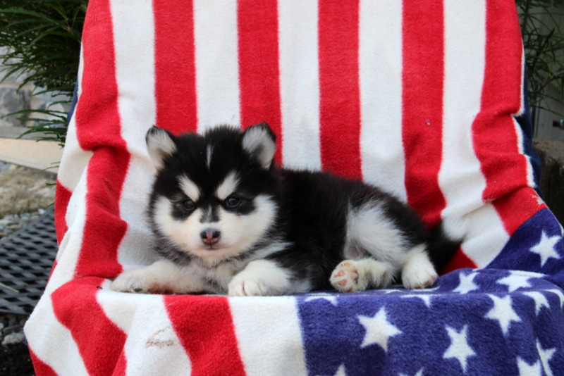 puppy, for, sale, Pomsky, Matthew B. Stoltzfus, dog, breeder, Gap, PA, dog-breeder, puppy-for-sale, forsale, nearby, find, puppyfind, locator, puppylocator, aca